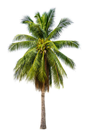 Palm tree in white isolated background with rich detailの写真素材