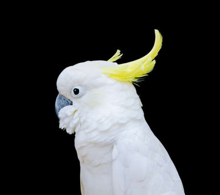 Sulphur-crested Cockatoo in black isolation backgroundの写真素材