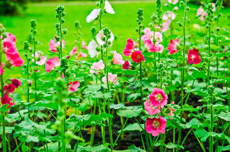 Hollyhock blossoming in the daylight field of natureの写真素材
