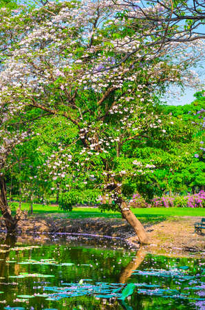 Thai Sakura  Hibiscus Rosa sinensis  is falling so the pond is covered with pinky floralの写真素材