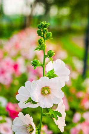Hollyhock blossoming in the daylight field of natureの写真素材
