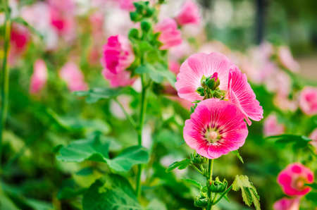 Hollyhock blossoming in the daylight field of natureの写真素材