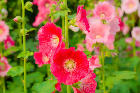 Hollyhock blossoming in the daylight field of natureの写真素材