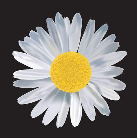 Big Daisy flower with rich detail in black isolation backgroundのイラスト素材