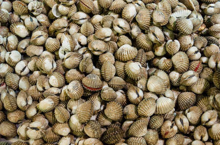 Life cockle shell selling in the marketの写真素材