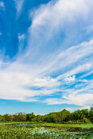 Great lotus pond landscape with blue sky horizon in the backgroundの写真素材