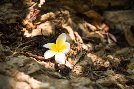 Wild Champak flower closeup on the forest ground full of dead leaves with diversity concept. Focus on the flowerの写真素材