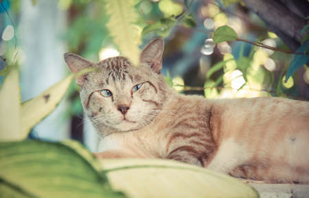 Fat snowy cat is showing anxiety and alerting expression in the green nature surroundings in vintage...