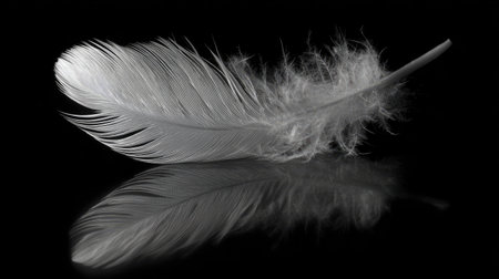 A single white feather rests against a black backdrop, showcasing its intricate texture and subtle gradient. The feather's reflection adds symmetry, enhancing the composition. The lighting emphasizes the delicate details. This image could be used for various commercial and editorial applications.の素材