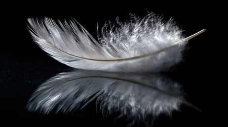 A single, fluffy white feather rests against a stark black backdrop, producing a distinct reflection. The feather is illuminated, exhibiting detailed texture and delicate structure. The contrast suggests a studio setting, suitable for various design projects, product illustrations, or conceptual visual elements in editorial contexts.の素材