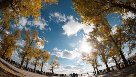 Ginkgo trees and blue sky with white clouds in autumn.の素材