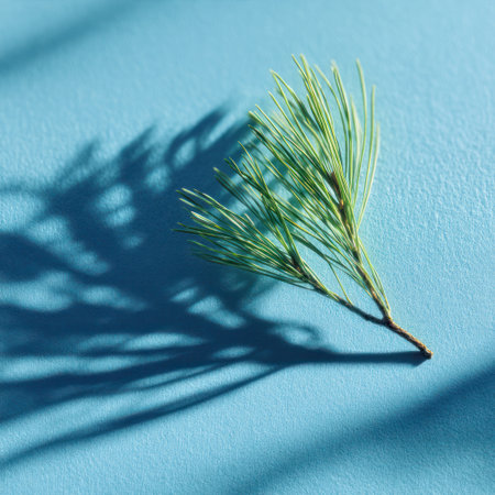 A close-up photograph displays a sprig of pine needles against a vivid blue backdrop. The natural sunlight creates a distinct shadow, highlighting the texture and form of the foliage. This image features a clean composition and could be used for various commercial or editorial projects needing natural or botanical themes.の素材