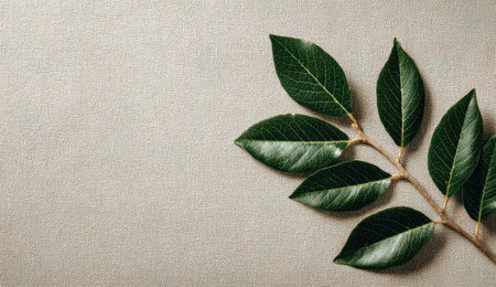 A close-up shot features a leafy branch with glossy green leaves set against a muted neutral-toned surface. The composition utilizes overhead lighting, enhancing the texture of the leaves. This image may be suitable for illustrating concepts related to nature, health, or design in various applications.の素材