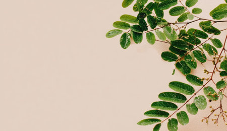 Close-up of green leaves and branches against a cream-colored backdrop. The image features a natural, organic composition, with detailed texture and rich green hues. The lighting suggests a soft, indirect source. This image is suitable for various commercial uses, including website backgrounds and print materials.の素材