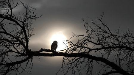 An owl sits perched on a tree branch, silhouetted against a bright sun in a grayscale image. The composition features intricate tree branches and a diffused light effect. Suitable for various applications, including editorial projects, conceptual illustrations, and website imagery, providing visual interest and symbolism.の素材