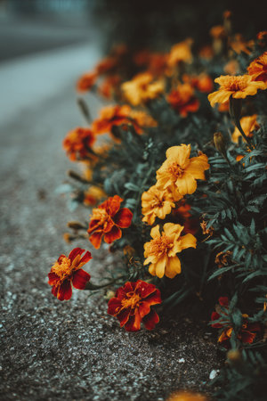 A close-up captures colorful flowers in full bloom. The scene displays a mix of orange and red petals contrasted against green foliage. The textured flowers are presented in an outdoor environment, likely illuminated by soft sunlight. Suitable for use in various visual projects, from print to digital advertising.の素材