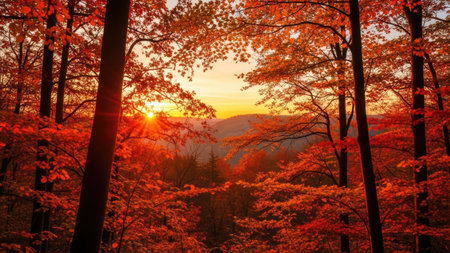 This image depicts a forest landscape during the autumn season. The scene is dominated by trees with vibrant orange and red foliage. Warm sunlight illuminates the environment. The composition could be useful for environmental, seasonal, or natural themes, and would be appropriate for editorial and commercial applications.の素材