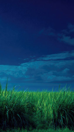 A field of lush, green grass contrasts with a deep blue sky filled with textured clouds. The vibrant colors and simple composition suggest an outdoor environment, possibly at dusk or dawn. This image could be suitable for various commercial uses, including advertisements, or editorial content.の素材