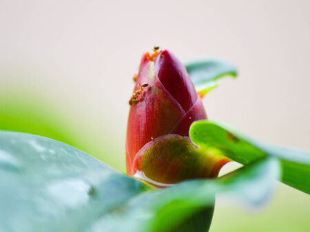 flowerの写真素材