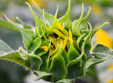 sunflowerの写真素材