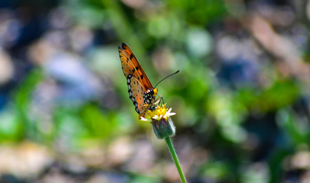 blur butterfly on purple flowers