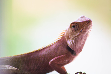 chameleon in natureの写真素材