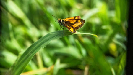 an orange yellow butterfly perched on a leaf
