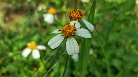 beautiful wild grass flowers by the side of the road