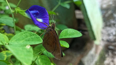 Butterfly on butterfly pea flower, Butterfly pea flower in garden