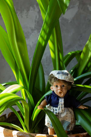 Ugly and scary dolls among green leaves.の写真素材