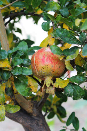 Ripe pomegranate fruit on tree branch.