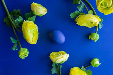 Blue egg around yellow ranunculus on a blue backgroundの写真素材