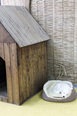A wooden doghouse for a dog in a straw roomの写真素材