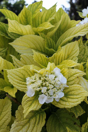Yellow, green, white flowers grow in the garden around the green in summer