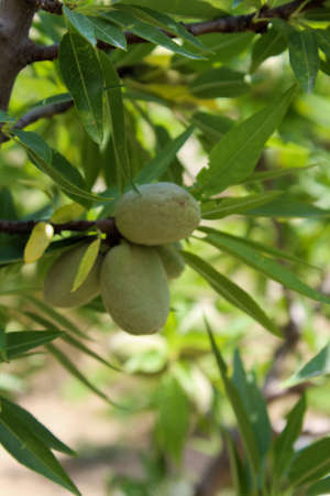 The almond tree blossomed in the summer and the green fruits hang on itの写真素材