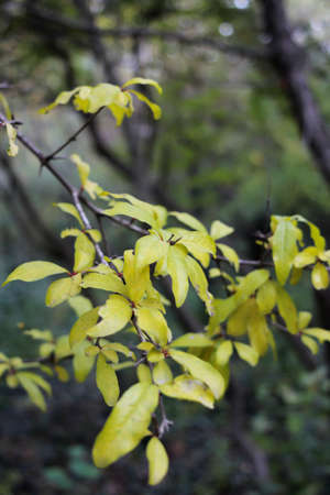 Autumn forest with yellow orange red and green leaves in the sunshine