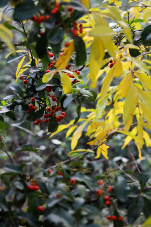 Autumn forest with yellow orange red and green leaves in the sunshine