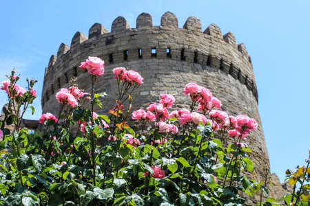 Pink flowers grow in the garden around the greenery in summerの写真素材