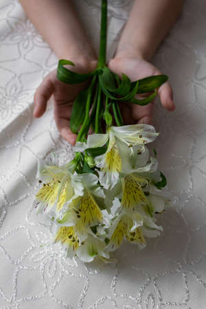 Yellow alstroemeria in childrens hands on a white backgroundの写真素材