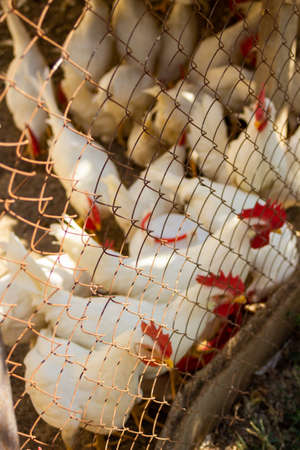 Classic white roosters with red crests on their heads live in a chicken coop