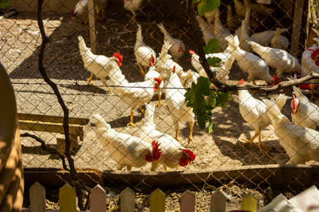 Classic white roosters with red crests on their heads live in a chicken coopの写真素材