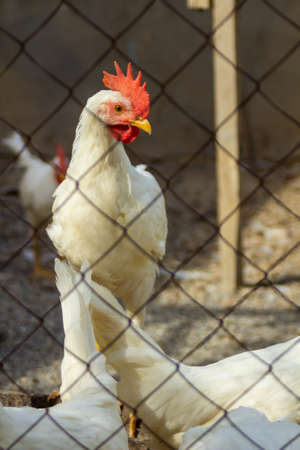Classic white roosters with red crests on their heads live in a chicken coopの写真素材