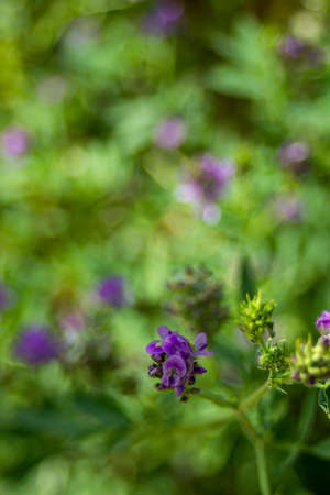 Purple wildflowers in summer in a green garden. High quality photoの写真素材