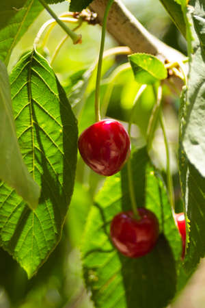 Red cherries are just starting to ripen, the leaves are still very light green. High quality photoの写真素材