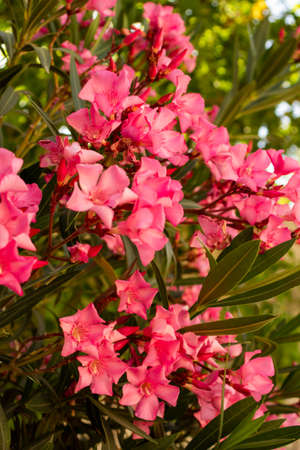 Pink rose bushes begin to fade in the sun and dry out. High quality photo