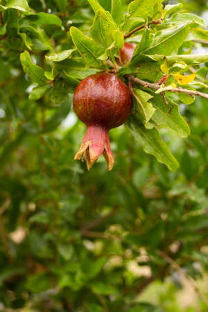 Unripe pomegranate and its flowers on a green tree in the summer in the garden. High quality photo