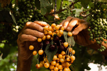 Farm hands of a man hang multicolored cherries on grapes. High quality photoの写真素材