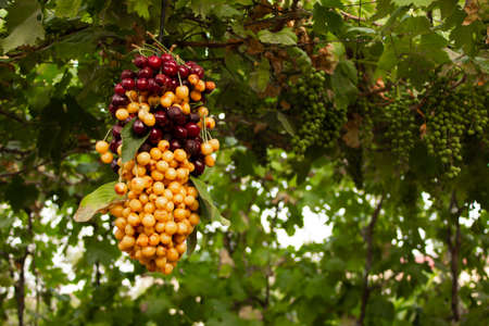 Multicolored cherries strung on a stick hanging on a green tree. High quality photo