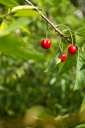 Red cherries are just starting to ripen, the leaves are still very light green. High quality photoの写真素材
