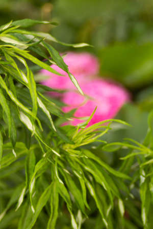 Pink fluffy rose hid behind green leaves. High quality photoの写真素材